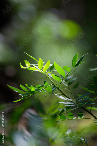 Pistacia lentiscus L, commonly known as lentisk or mastic is a dioecious evergreen shrub or small tree of the genus Pistacia. Sardinia. Italy. photo