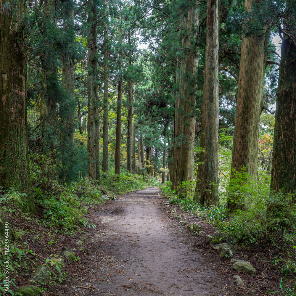 Old trees along a forest trail