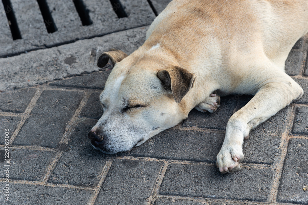 Close up of a light white dog lying on the ground of a street sleeping. pet. Close up of a light white dog lying on the ground of a street sleeping. pet.