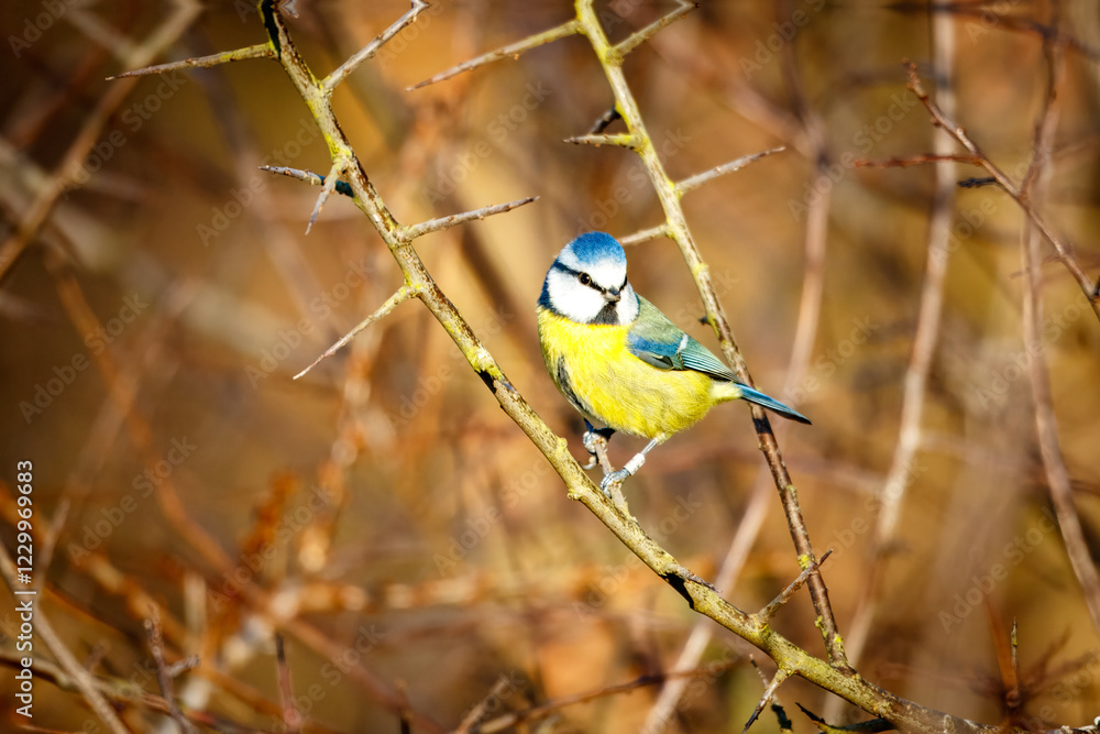 Naklejka premium blue tit on branch