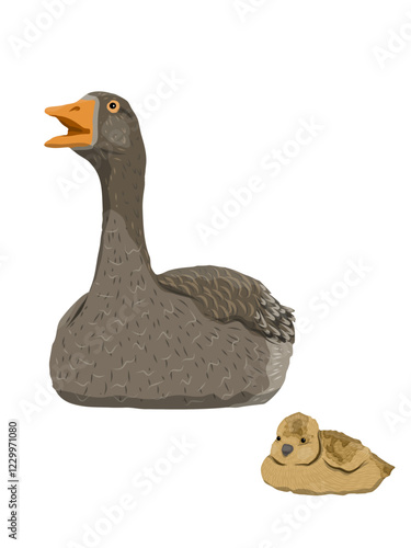 Greylag goose and its chick swim on water. Farm Birds, Realistic Vector Animal