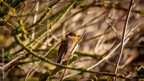 Eurasian Robin (Red Breast) at Hauxley Nature Reserve photo