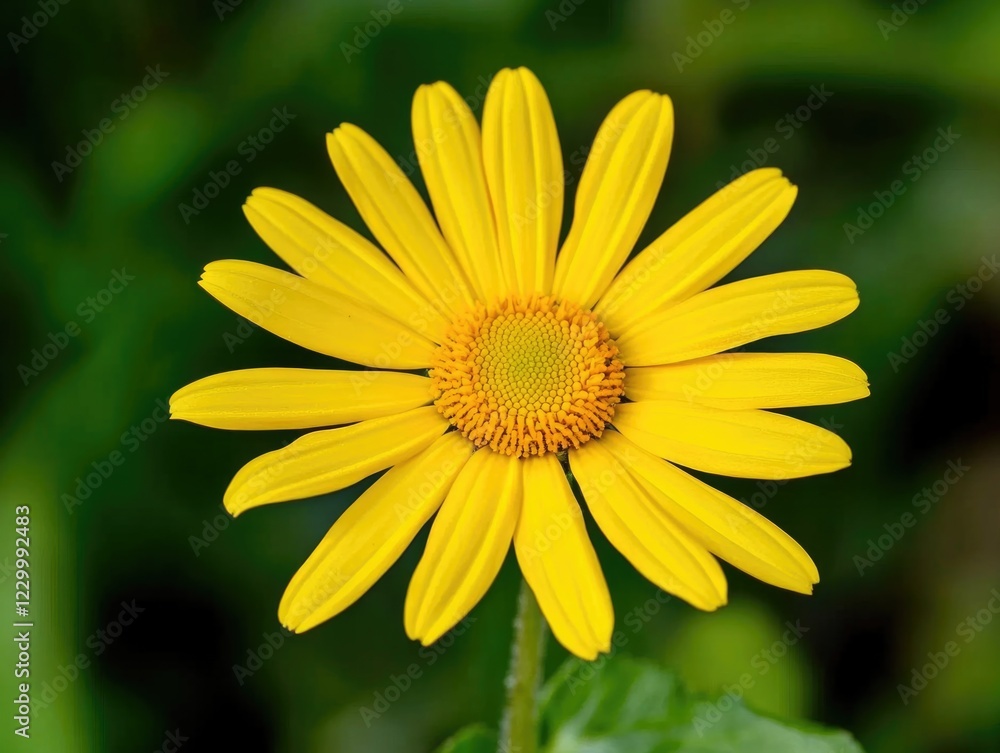 A single sunflower in focus against a blurred green background. A single sunflower in focus against a blurred green background.