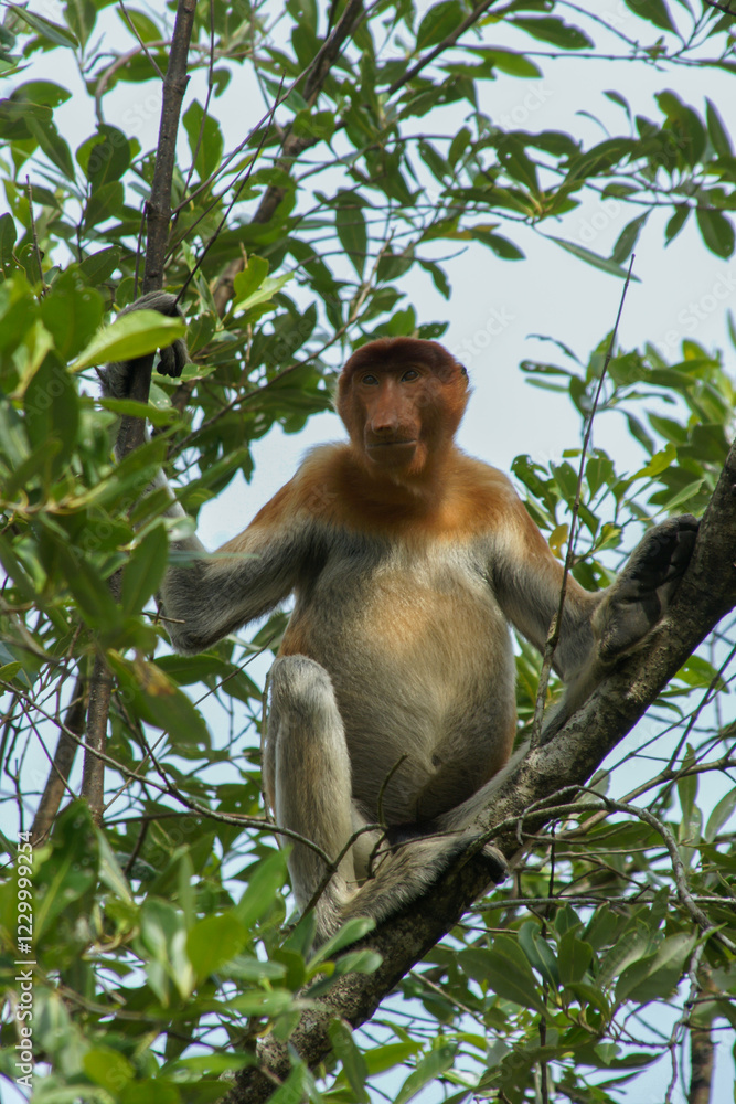 Fototapeta premium Male proboscis monkey (Nasalis larvatus) sitting in a rainforest tree, Borneo, Malaysia