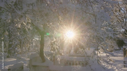 Snow falling from tree branches backlit by sun in Reykjavik cemetery Iceland photo