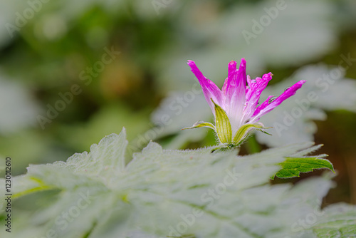flowers in the garden