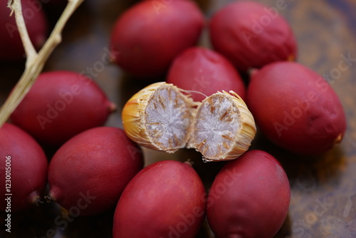 Adonidia merrillii, the Manila palm, is a palm tree species native to the Philippines (Palawan and Danjugan Island). Fortaleza Ceará, Brazil. photo