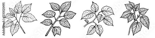 Exploring intricate leaf designs showcasing various stages of growth and detail in a botanical setting