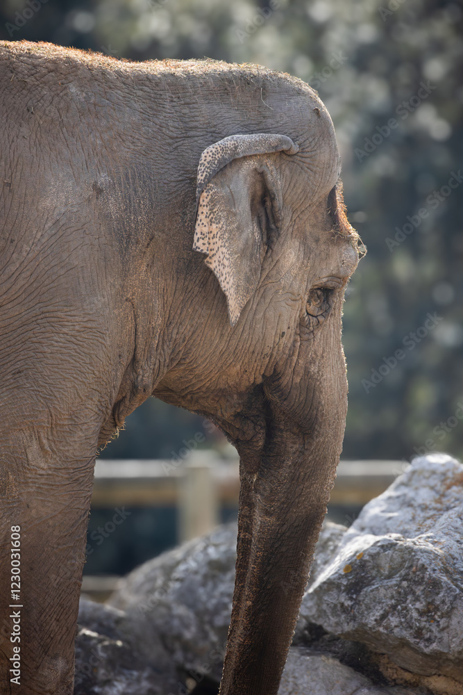 Naklejka premium éléphant, en gros plan, dans un parc animalier