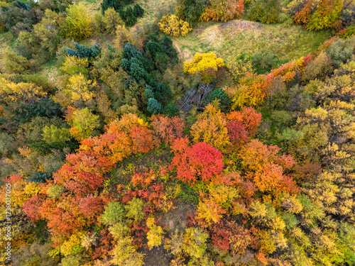 Autumn colors in a forest