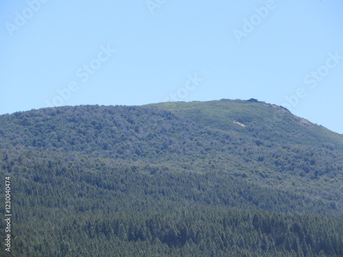 forest in the mountains