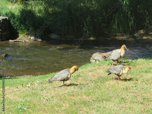 ducks in the grass