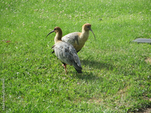 grey crowned crane on grass