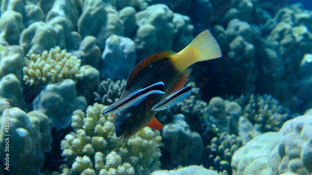 Fototapeta premium Cleaner wrasse (Labroides dimidiatus) and bridled parrotfish (Scarus frenatus) female undersea, Red Sea, Egypt, Sharm El Sheikh, Montazah Bay
