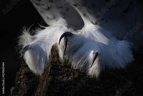 Snowy owl in detail on claws.
 photo