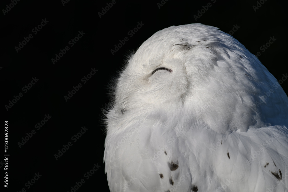 Fototapeta premium Snowy owl in head detail. 