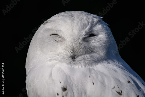 Snowy owl in head detail.
 photo