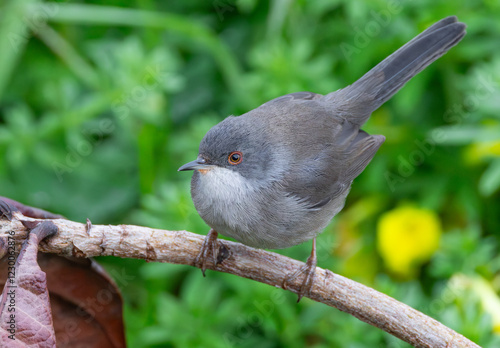 Sardinian warbler (Curruca melanocephala) perched on a stick looking into the camera, posing in Portugal with greeny plants behind. photo