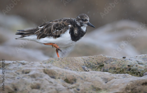 Ruddy turnstone (Arenaria interpres) on Portugal's shore during rainy day, beautiful natural scene on the Atlantic shore.