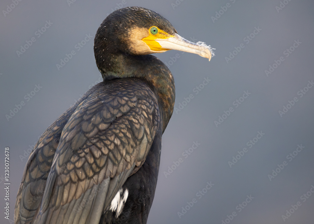 Obraz premium Great cormorant (Phalacrocorax carbo) close-up profile portrait looking towards the camera in front of nice blurred background.