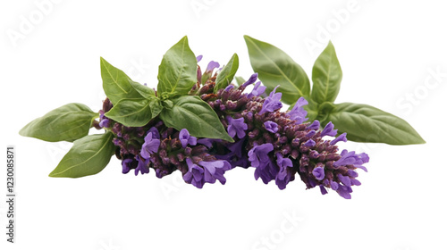 Purple Lavender and Green Basil Herb Arrangement on Black Backgr