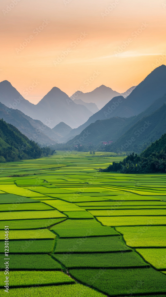 Fototapeta premium Lush green rice fields stretch across valley surrounded by mountains at sunset