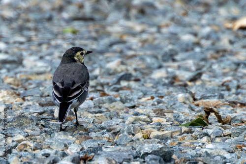 Photography White Wagtail (Motacilla alba) in Bull Island, Dublin – Commonly found in Europe, Asia, and North Africa