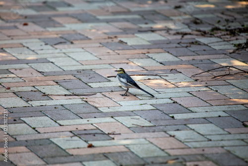 Photography White Wagtail (Motacilla alba) in Bull Island, Dublin – Commonly found in Europe, Asia, and North Africa