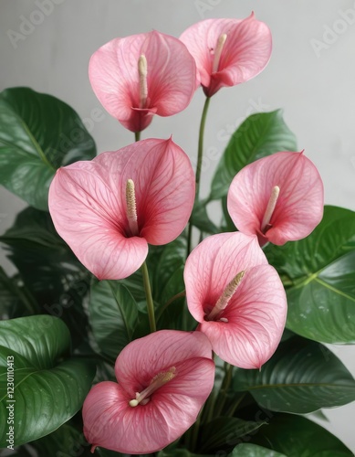 Wallpaper Mural Pink anthurium flowers with delicate white and green hues, plant species, colored flowers Torontodigital.ca