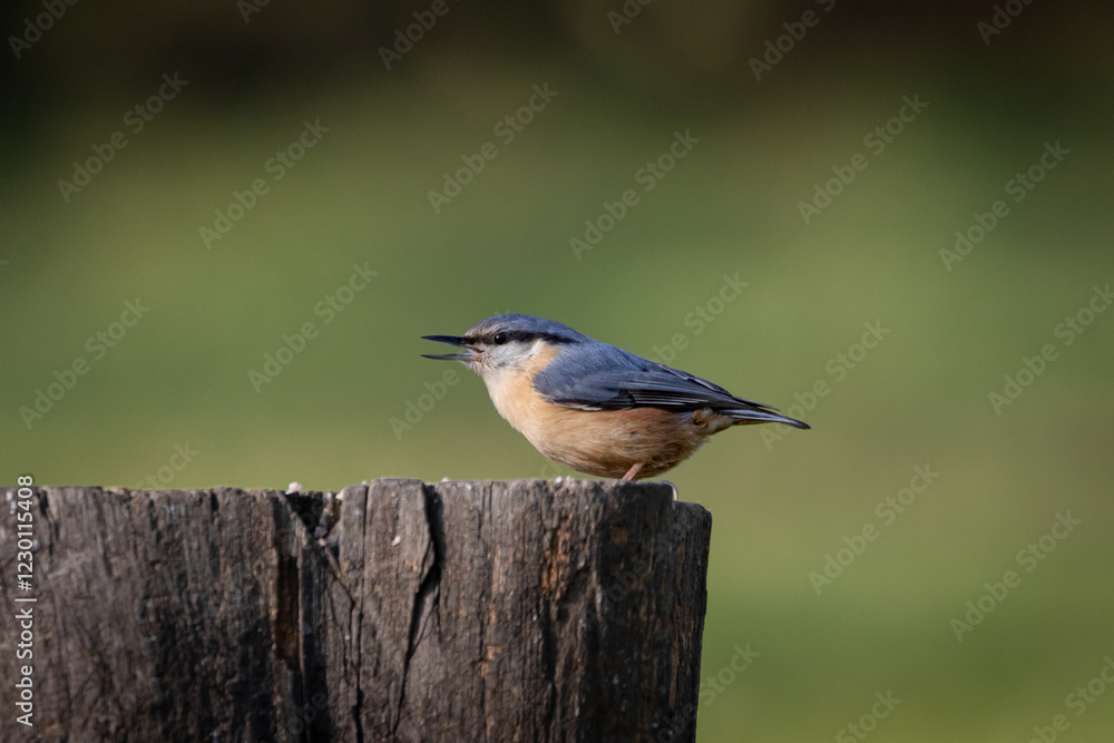 A  Eurasian Nuthatch (Sitta europaea) perched on a tree trunk with a clean, blurred background.