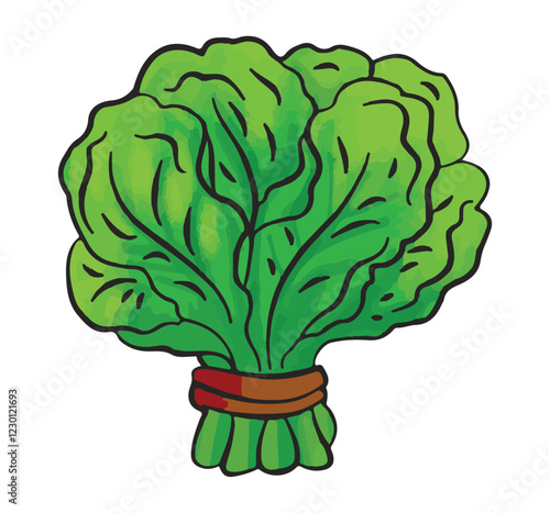 A green spinach isolated on white background