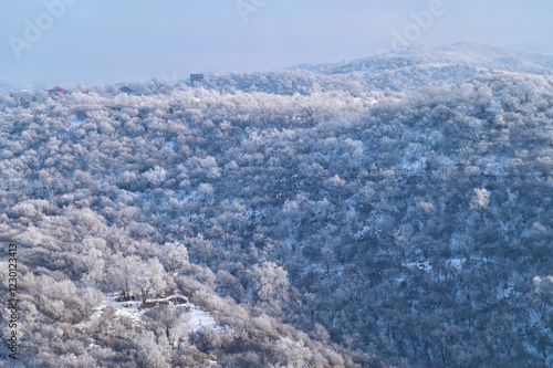 Aerial View of Winter Snowy Pine Tree Forest on Hill photo