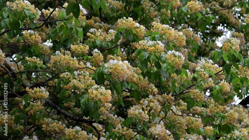 Beautiful Sacred Garlic Pear (crateva religiosa) flowers. photo