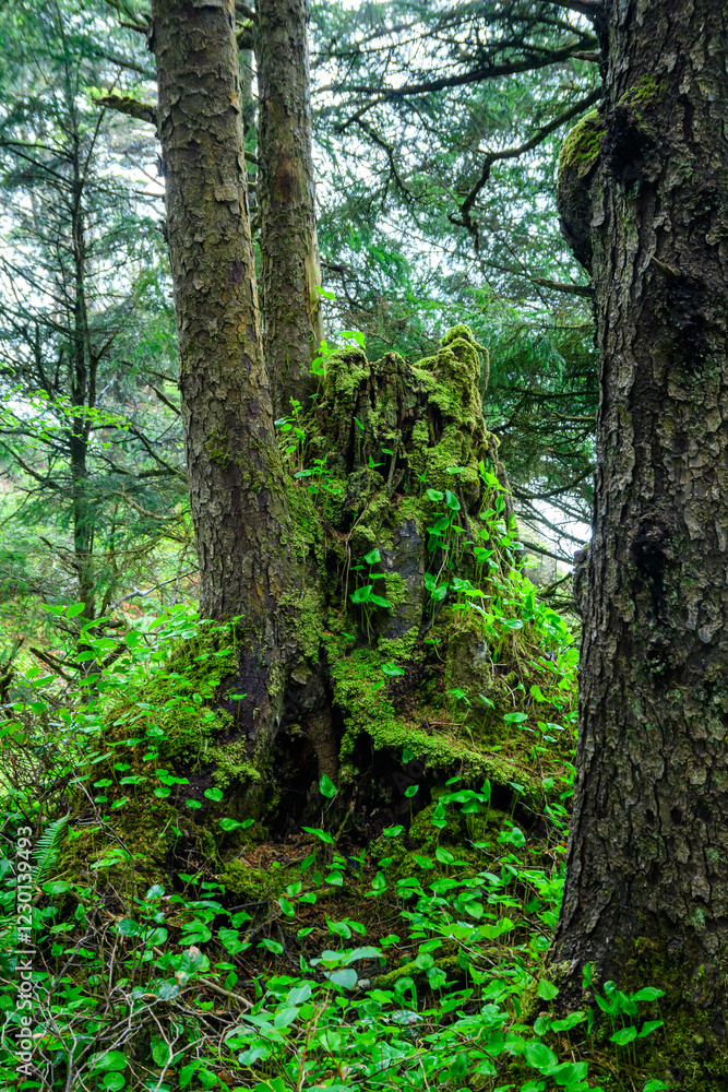 Green vegetation on old trees in forest on Pacific coast in Olympic National Park Green vegetation on old trees in forest on Pacific coast in Olympic National Park