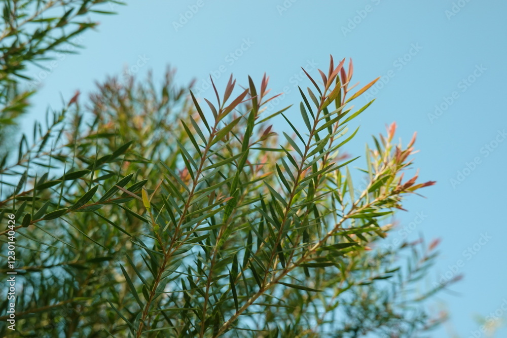 Melaleuca bracteata macro leaves small world Melaleuca bracteata macro leaves small world