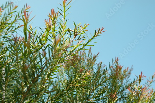 Melaleuca bracteata macro leaves small world photo