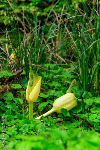 American skunk-cabbage Lysichiton americanus -  Yellow flowered wild plant in humid forest, USA photo