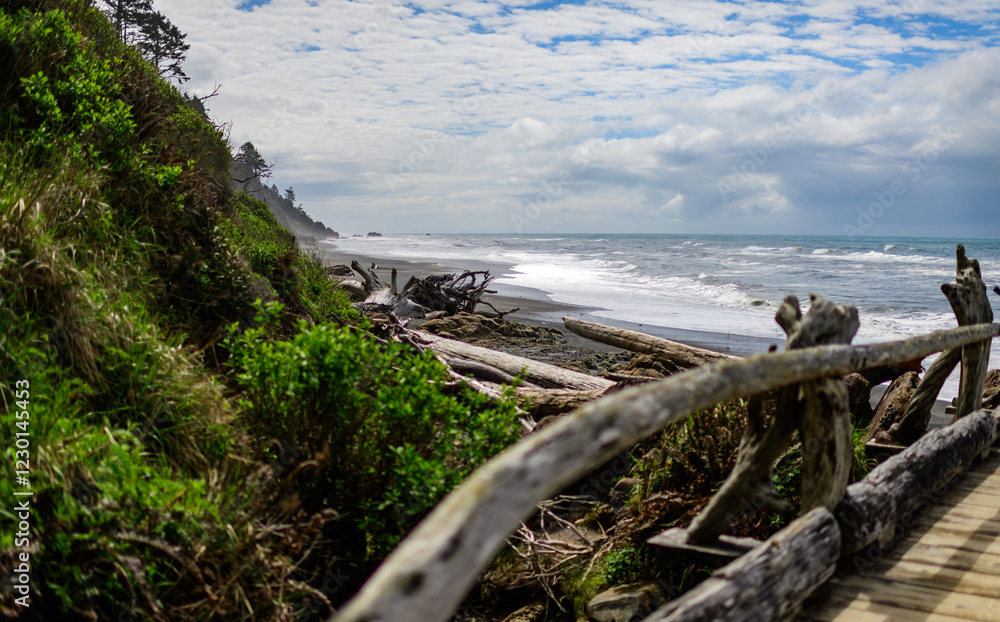 Trunks of trees that fell into the water on the shores of the Pacific Ocean in Olympic NP, Washington Trunks of trees that fell into the water on the shores of the Pacific Ocean in Olympic NP, Washington