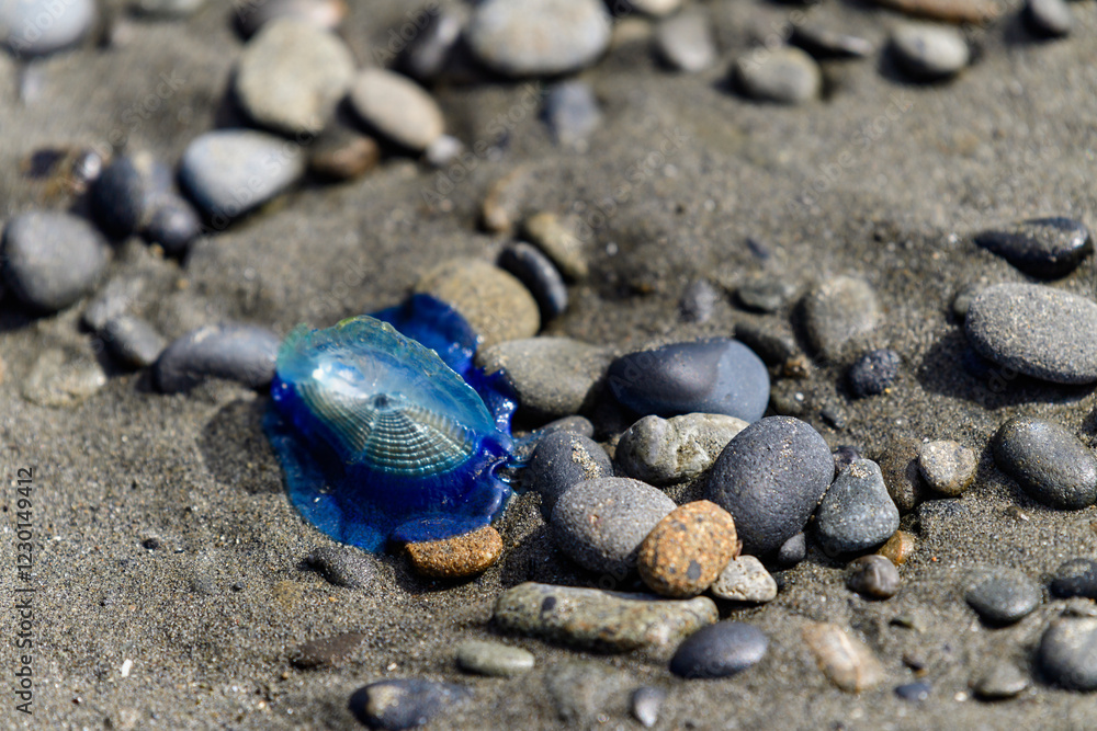 Little sail Velella velella - a cosmopolitan hydroid floating on the surface of the ocean, thrown out by the waves onto the shore of the ocean, Olympic NP Little sail Velella velella - a cosmopolitan hydroid floating on the surface of the ocean, thrown out by the waves onto the shore of the ocean, Olympic NP