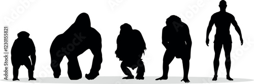 The Evolution, Homo Sapiens Silhouette, Hominids, Vector illustration