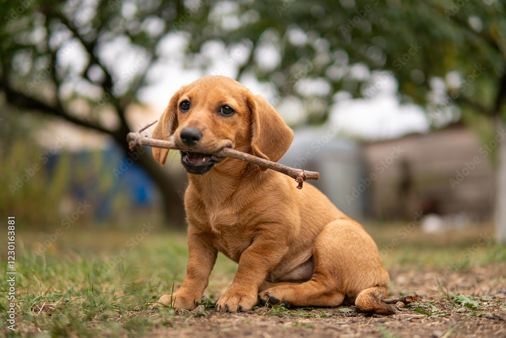 Portrait of a cute dachshund puppy chews on a wooden stick on the grass. Portrait of a cute dachshund puppy chews on a wooden stick on the grass.