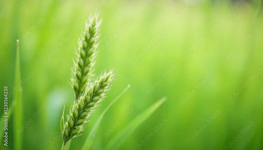 Background of fluffy spikelets of green barley close-up Blue sky and barley grass Selective focus Hordeum jubatum, Foxtail barley Background of fluffy spikelets of green barley close-up Blue sky and barley grass Selective focus Hordeum jubatum, Foxtail barley