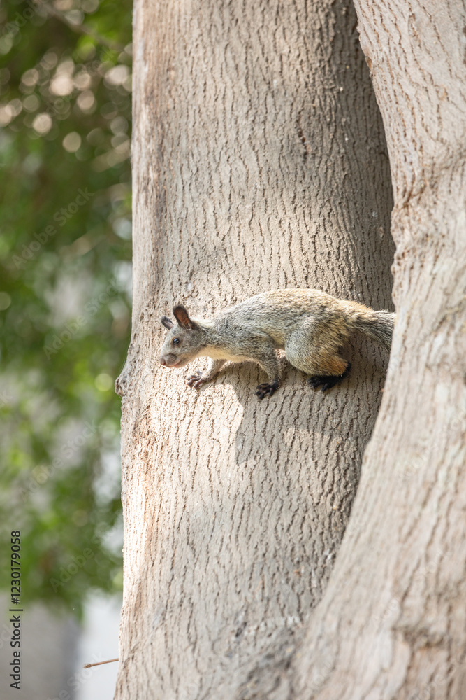 Peruvian white tail squirrel rodent urban wildlife