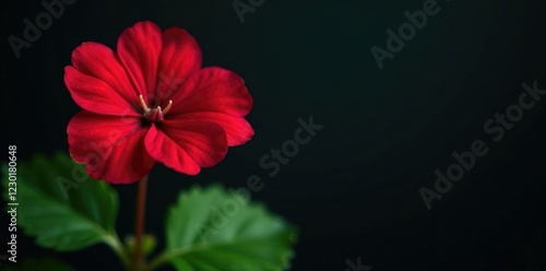 Wallpaper Mural Leaf of geranium robertianum against a dark background, herb, foliage, leaf color Torontodigital.ca