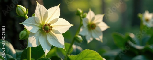 Mahogany Snow Hellebore blooms in a shaded corner, flowering plants, lenten rose, christmas flower photo