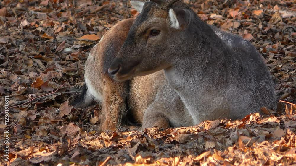 A male European fallow deer (Dama dama) resting on a carpet of fallen leaves in an autumn forest, close-up. A male European fallow deer (Dama dama) resting on a carpet of fallen leaves in an autumn forest, close-up.