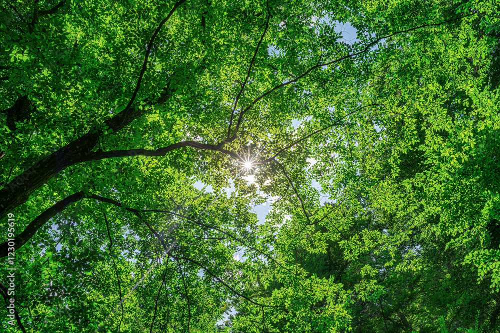 Beautiful view of a forest canopy with sunlight filtering through the lush green leaves, creating a mesmerizing play of light and shadows.