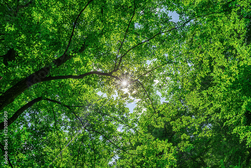 Obraz na płótnie Beautiful view of a forest canopy with sunlight filtering through the lush green leaves, creating a mesmerizing play of light and shadows. w salonie