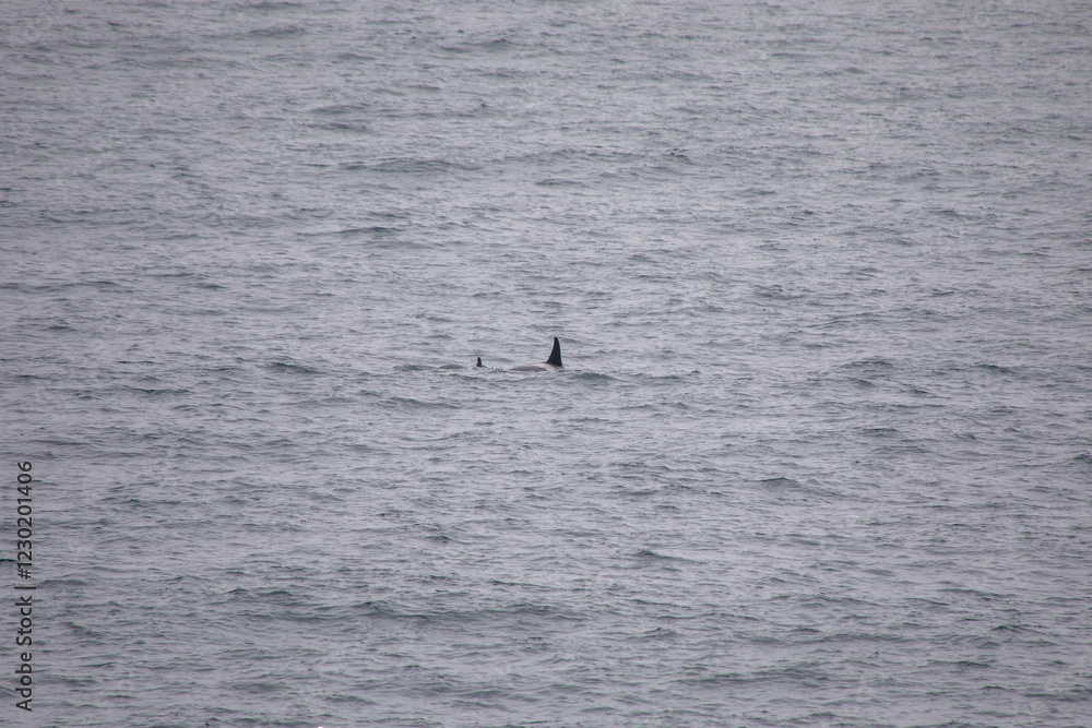 Naklejka premium orcas vor der küste in norwegen