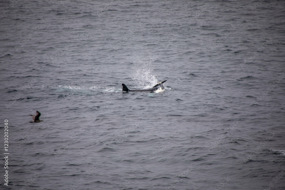 Fototapeta premium orcas vor der küste in norwegen